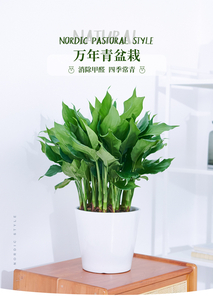 杭州湾花木租赁公司，开启绿色租赁新体验