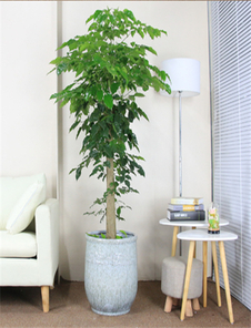 宁波余姚植物租赁方案