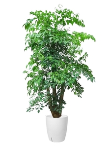 宁波奉化花木出租，满足你对绿色空间的渴望